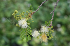 Albizia amara